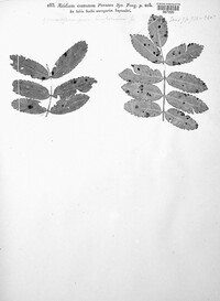 Gymnosporangium cornutum image